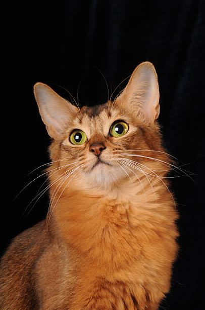 istock Somali cat portrait isolated on black 155237486
