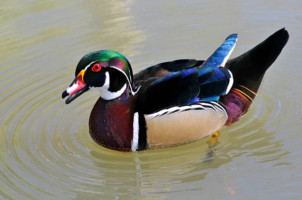 istock Carolina duck on the water 155237833