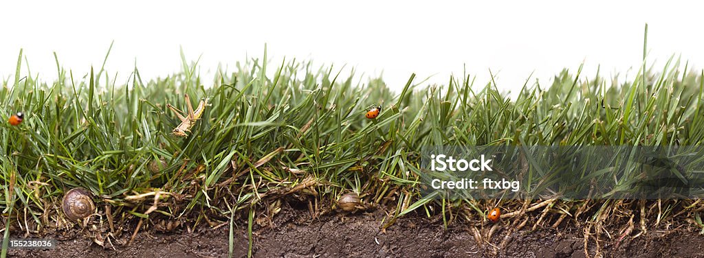 Relva verde com insetos - Royalty-free Inseto Foto de stock