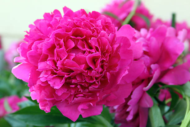 Rosa Blumenmuster – Foto