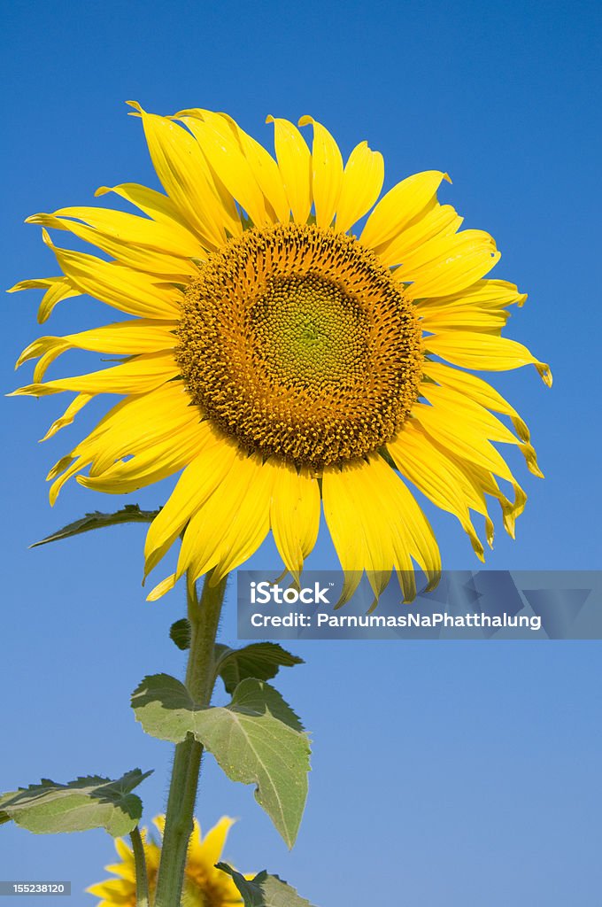 Isolato bellissimo girasole - Foto stock royalty-free di Aiuola