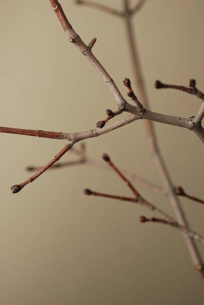 冬の枝 - kafa ストックフォトと画像