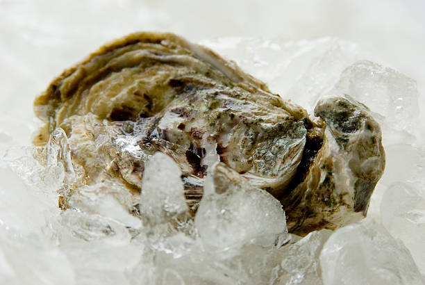 oyster ready to serve
