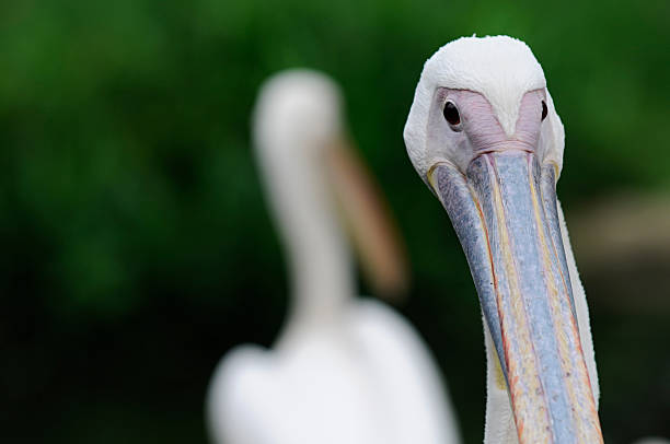 istock Head of Pelican Bird 155238331