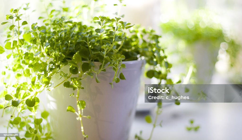 Magnifique Plante verte - Photo de Beauté libre de droits