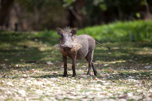 бородавочник - mashatu game reserve стоковые фото и изображения