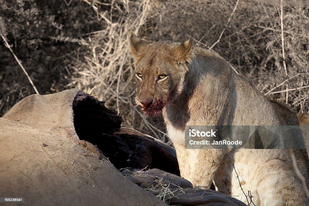 Leona a combatir Eland - Foto de stock de Aire libre libre de derechos