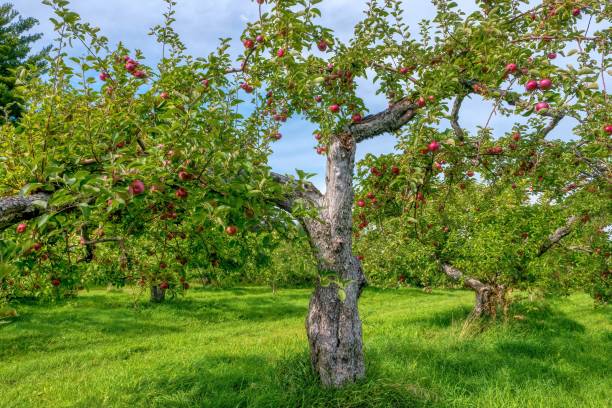 istock An old apple orchard in Quebec, Canada, with trees filled with ripe fruit. 1552386112