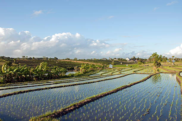 Growing Rice stock photo