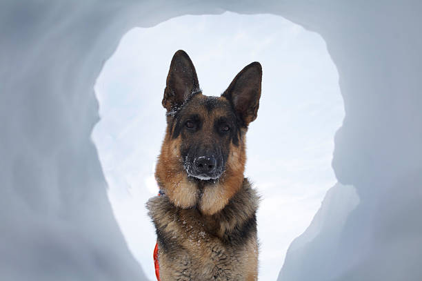 Avalanche Rescue Dog A Most Welcome SIght If you are buried in an avalanche, who could imagine a more welcome sight that your hero looking down a hole at you.   search and rescue dog photos stock pictures, royalty-free photos & images