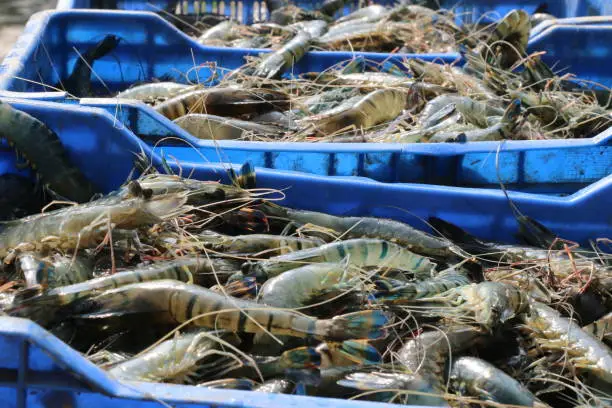 Photo of A collection of Bangladeshi Black Tiger Shrimp