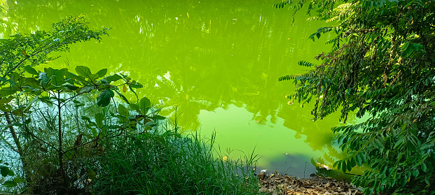 The edge of the lake with its green water