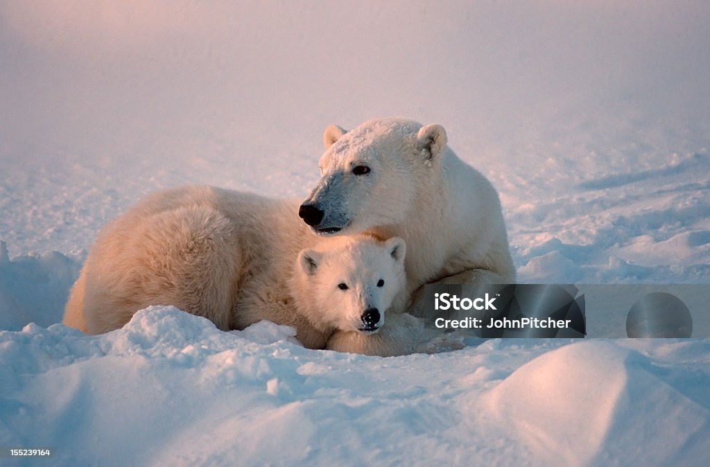 Two polar bears in the white snow Polar bear with her cub on frozen Canadian tundra Animal Stock Photo