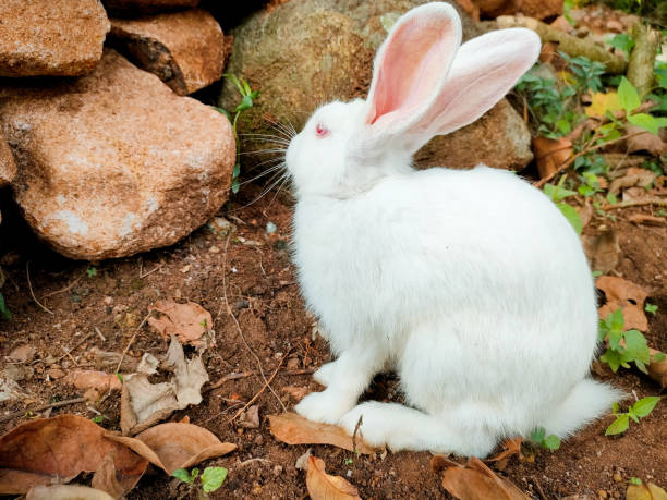 アルビノのウサギが岩に向かってポーズをとっている
