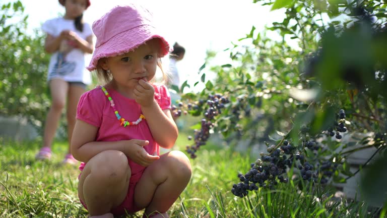 Caucasian toddler girl, picking and eating blueberries, at the family blueberry farm