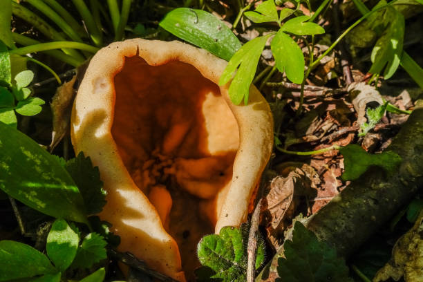 single cup morel standing in the forest floor in the spring and forest