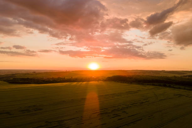 Aerial landscape view of yellow cultivated agricultural field with ripe wheat on vibrant summer evening Aerial landscape view of yellow cultivated agricultural field with ripe wheat on vibrant summer evening. grassland in morning sunrise stock pictures, royalty-free photos & images