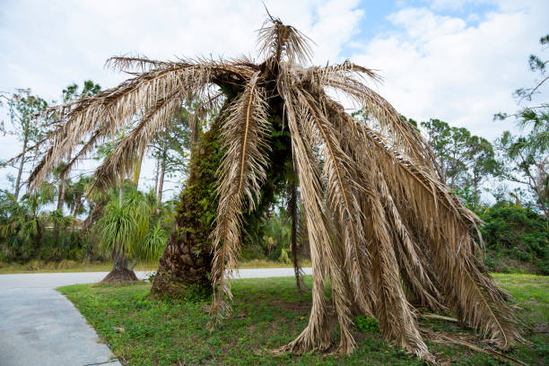 istock Dry dead palm tree on Florida home backyard 1552395451