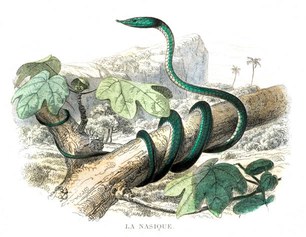 wąż szczura nasique - ręcznie kolorowy nadruk z "histoire naturelle de lacépède" 1847 - rat snake illustrations stock illustrations