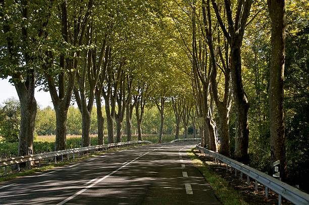 istock Sauternes Tree alley landscape 155239555