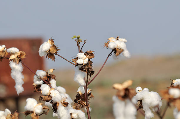 istock stem of ripe cotton 155239623