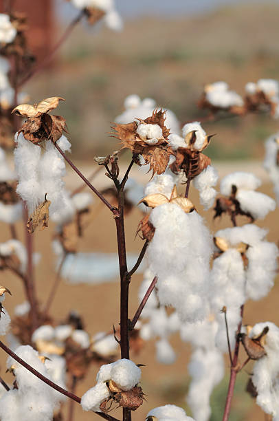 istock stem of ripe cotton 155239626