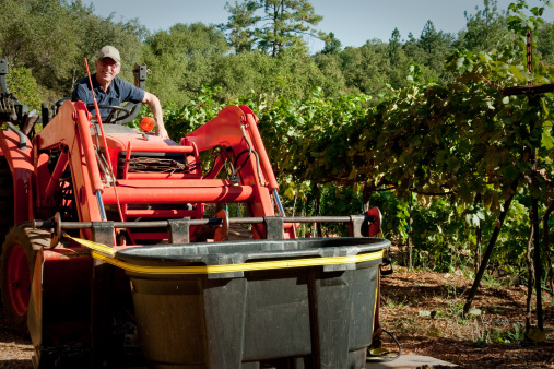 Senior man on tractor in his home vineyard during fall harvest of zinfandel wine grapes.