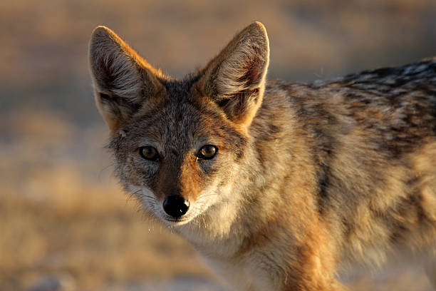 istock Black-backed jackal in soft afternoon light, Etosha, Namibia 155239922