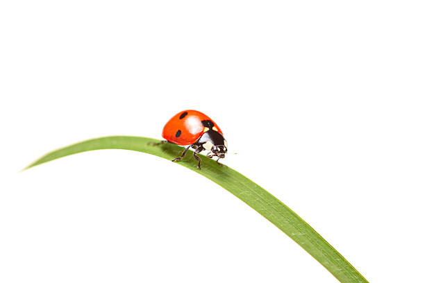 Ladybug walking on a blade of grass Ladybird walking on a leaf isolated on white background extreme close up of blades of grass stock pictures, royalty-free photos & images