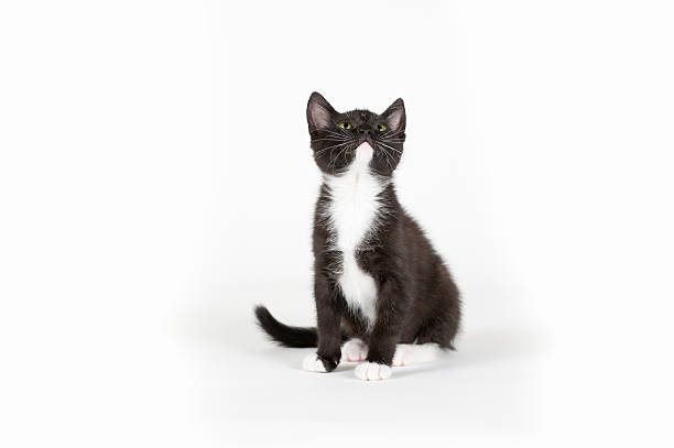 istock Cute black and white cat kitten on white background 155240127