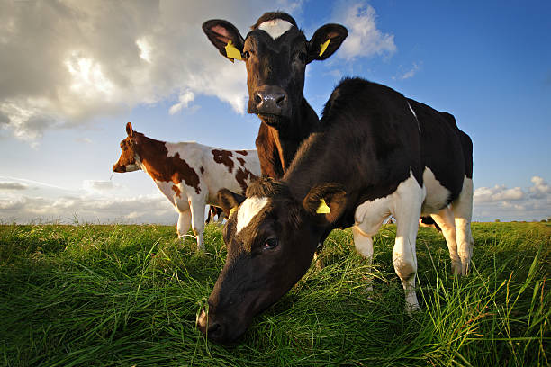 grazing cows grazing cows in the Netherlands graze stock pictures, royalty-free photos & images