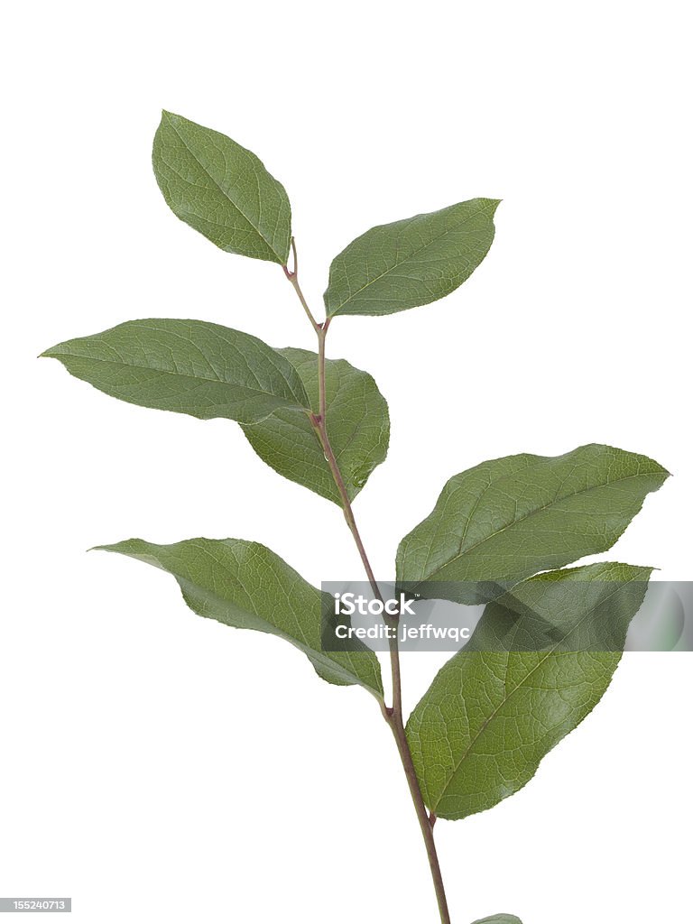 Stem of Green Leaves On White Background Green Leaves on Stem Against White Background Branch - Plant Part Stock Photo