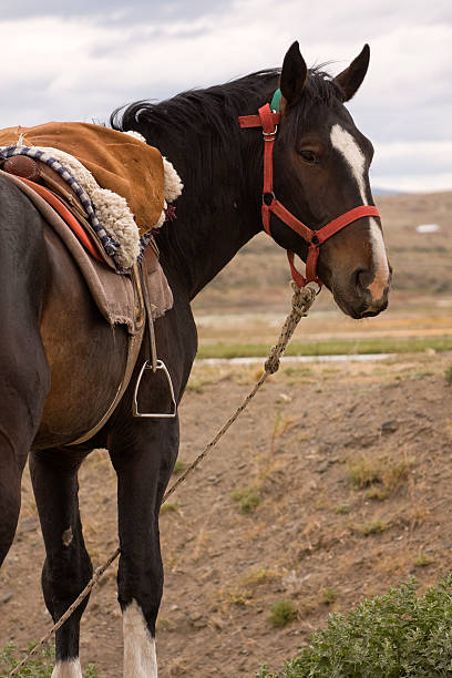 A close-up view of a white horse outfitted with a leather saddle and coiled lariat, prepared for an afternoon of ranch work in Wyoming.