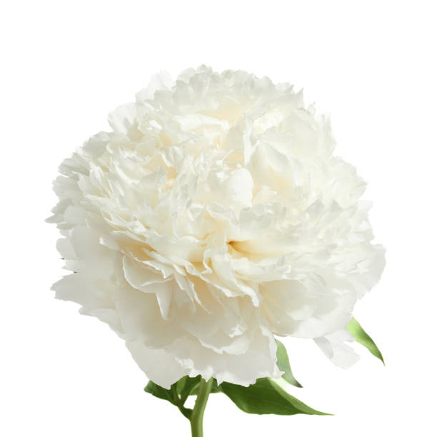 istock White peony flower isolated on white background 1552409244