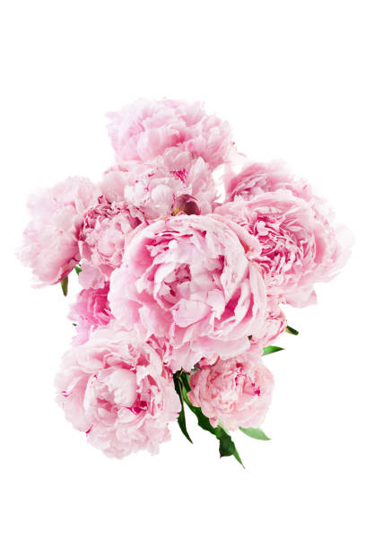 istock Pink peony flower isolated on white background 1552410814