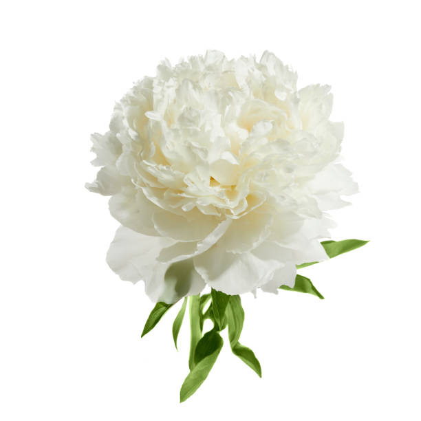 istock White peony flower isolated on white background 1552411483