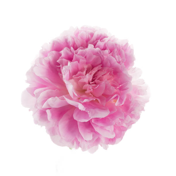 istock Pink peony flower isolated on white background 1552413489