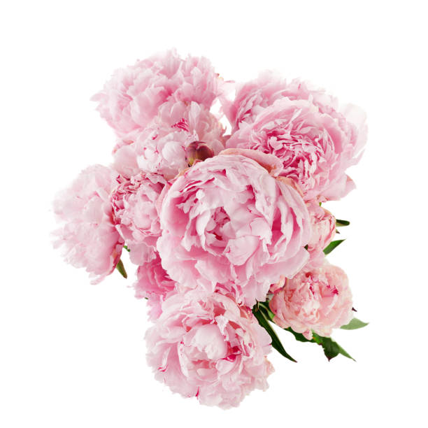 istock Pink peony flower isolated on white background 1552415116