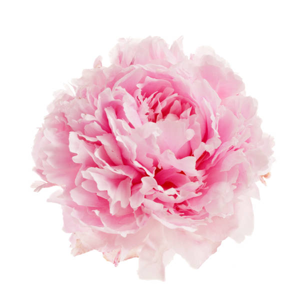 istock Pink peony flower isolated on white background 1552416742