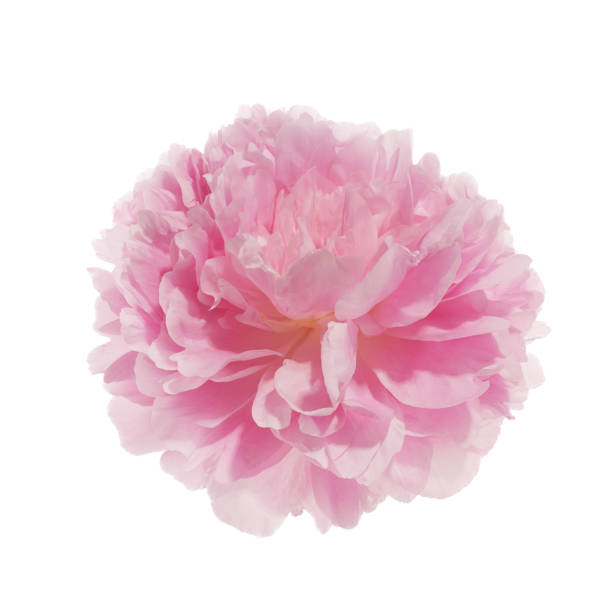 istock Pink peony flower isolated on white background 1552416748