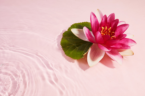 A beautiful pink waterlily or lotus flower in pink water. Spa and cosmetic concept background.