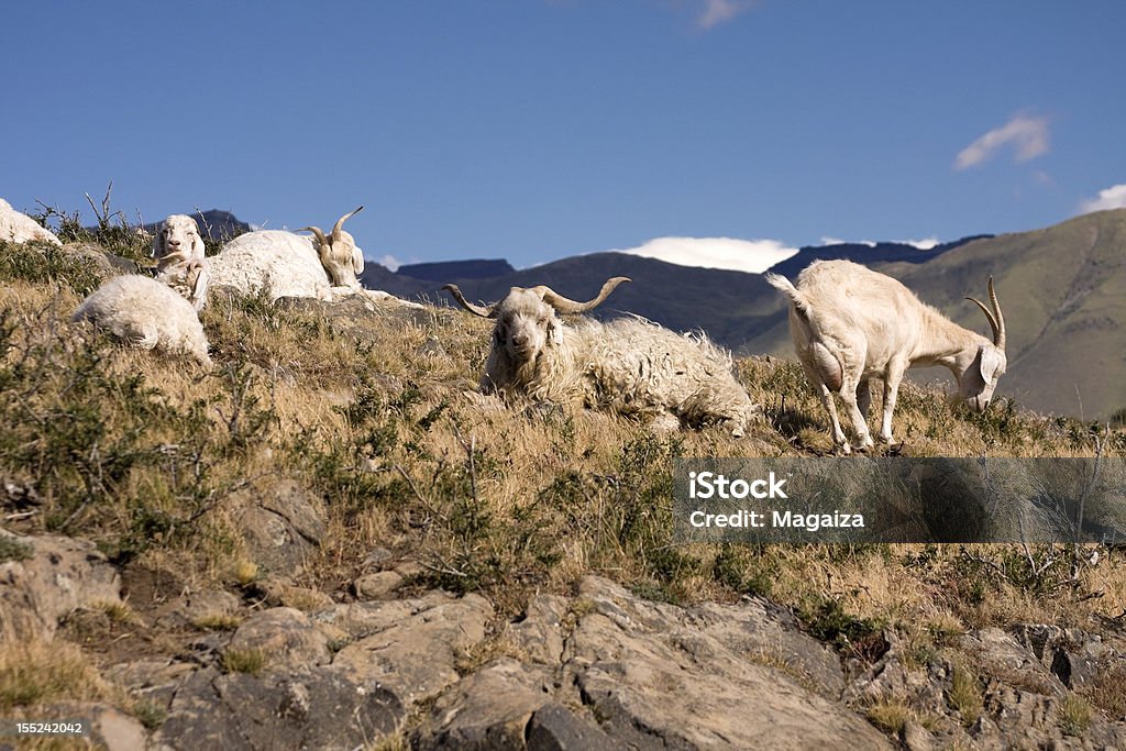 Capre di montagna - Foto stock royalty-free di Capra - Ungulato