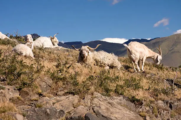 Goats in the mountain - Animals in Patagonia Argentina. Santa Cruz Province.