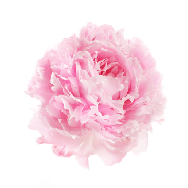 istock Pink peony flower isolated on white background 1552420706