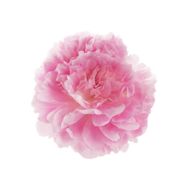 istock Pink peony flower isolated on white background 1552422476