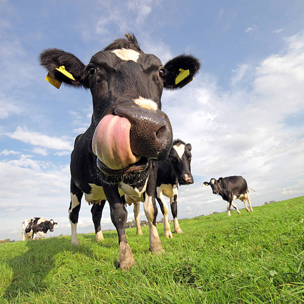 Holstein cow with tongue sticking out Funny closeup image of a holstein cow in a field, sticking out a huge tongue friesland netherlands stock pictures, royalty-free photos & images