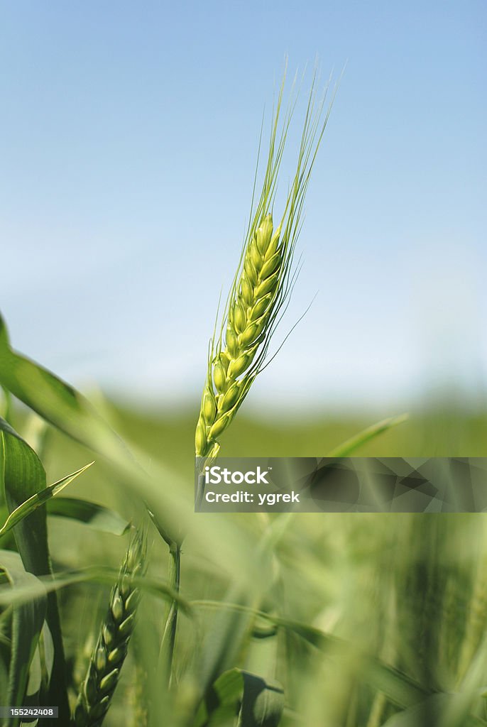 Verde rye Fiore di campo - Foto stock royalty-free di Agricoltura