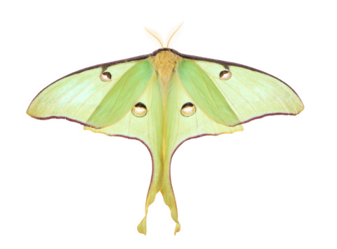 Luna moth, Actias luna, isolated on white  