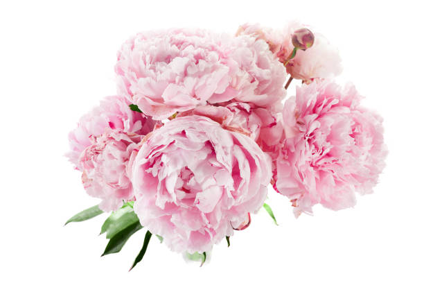 istock Pink peony flower isolated on white background 1552424492