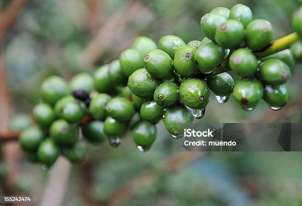 Coffee Green Arabica Beans From Kenya Stock Photo - Download Image Now - Coffee Crop, Kenya, Raw Coffee Bean
